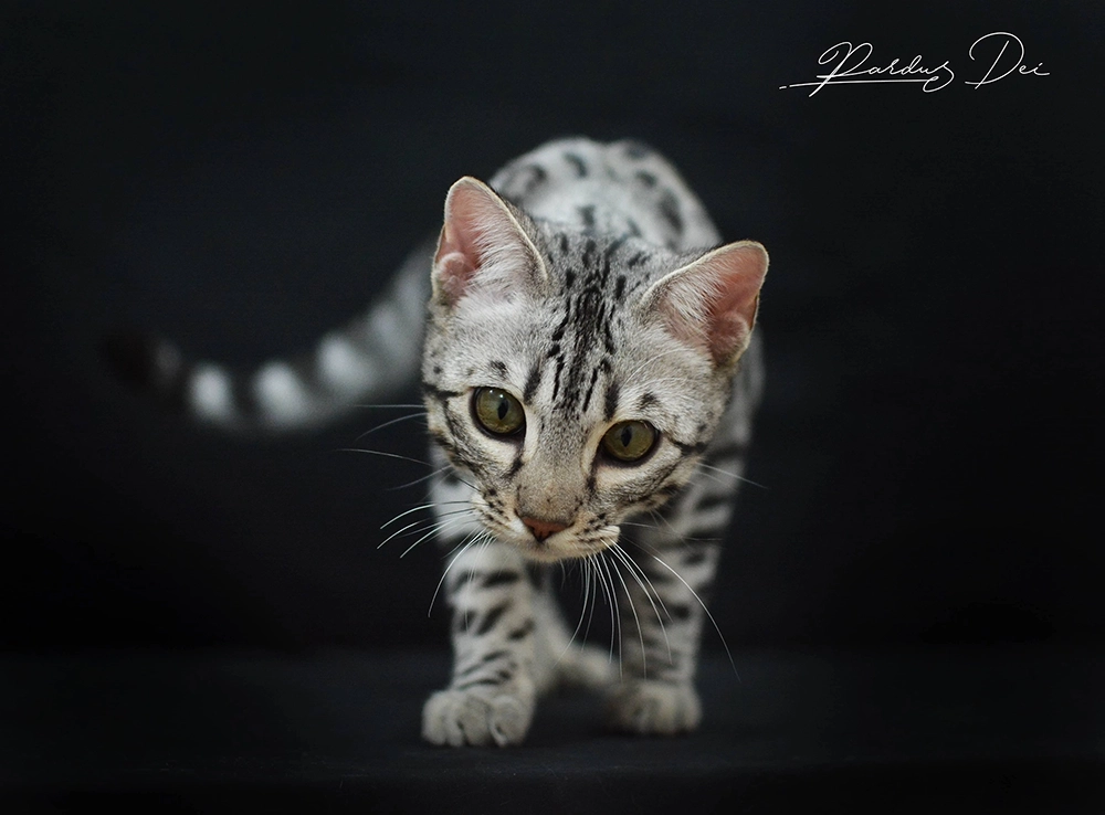 chat bengal